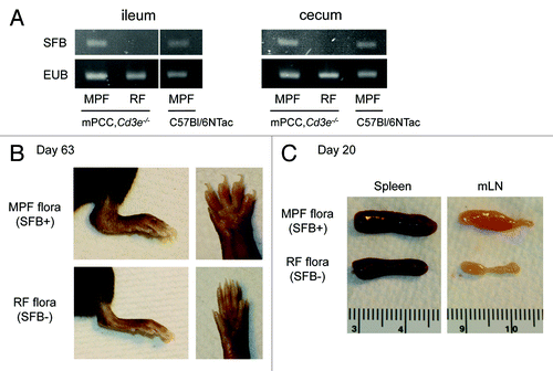 Figure 1. SFB colonization of host gut microbiota drives autoimmune manifestation in a T-cell transfer model of autoimmune arthritis. (A) PCR for 16S rRNA of Segmented Filamentous Bacteria (SFB) or total bacteria (EUB) in ileum (left) and cecum content (right) of 6-wk-old mPCC,Cd3e−/− mice housed in a Restricted Flora (RF) or Murine Pathogen Free (MPF) barrier in Taconic. Control samples isolated from a 6-wk-old MPF-housed C57Bl/6NTac mouse are also displayed. DNA isolation and subsequent PCR were performed as previously described.Citation16 (B-C) RF- or MPF-housed mPCC,Cd3e−/− mice were injected on day 0 with 1 × 106 naive 5C.C7, Rag2−/− T cells. (B) Representative pictures of RF- (lower) or MPF-housed hosts (upper): lower left leg (left) and digits (right) 63 d after T-cell transfer. (C) Representative picture of lymphoid organs harvested from RF- (lower) or MPF-housed hosts (upper) 20 d post T-cell transfer.