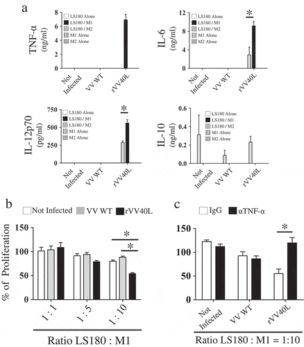 Figure 5. Co-culture with rVV40L-infected tumor cells promotes cytokine release and antitumor effects in polarized macrophages.(a) M1- and M2-like macrophages were co-cultured (1:1 ratio) with LS180 CRC cells infected with VV WT or rVV40L (MOI 10). After 4 d, supernatants were collected and TNF-α, IL-12p70, IL-6, and IL-10 release was evaluated by ELISA. (b) M1- and M2-like macrophages were co-cultured with LS180 CRC cells, treated as described above, at the indicated ratios. On d 4, proliferation of LS180 CRC cells was evaluated by 3H-thymidine incorporation and expressed as percentage of proliferation as compared to untreated tumor cells. (c) Proliferative capacity of LS180 CRC cells, treated as described in (a), upon co-culture with M1- and M2-like macrophages, was evaluated by 3H-thymidine incorporation in the presence of neutralizing of anti-TNF-α mAb at 10 μg/ml concentration. Data refer to cumulative results from four independent experiments. *P < 0.05: Mann–Whitney nonparametric test.