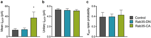 Figure 7. Rab35 regulates native KATP channels in ventricular cardiomyocytes. (a) Summary of mean KATP current amplitudes, (b) KATP channel unitary current and (c) open probability of control, Rab35-DN and Rab35-CA groups. n ≥ 5 in each group. *P < 0.05 vs. the control group determined by one-way ANOVA followed by the Holm-Sidak’s analysis.