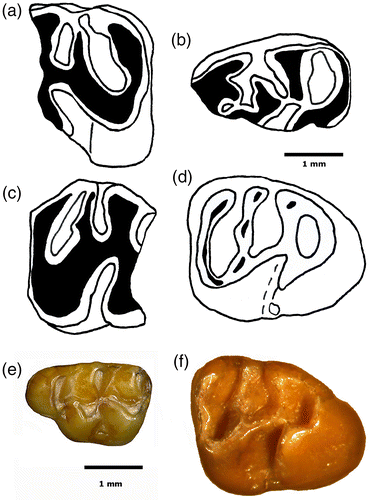 Figure 4 Early Rhizomyinae. Line drawings (a-d) of large body-size species from locality Z122: (a) M2 PMNH 2330, (b) m1 PMNH 2345, (c) m3 or m2 PMNH 2344, (d) m3 PMNH 2433. Lophodonty of P. kowalskii M1 PMNH 678 (e) compared to that of larger m3 PMNH 2433, (f) anterior to left.