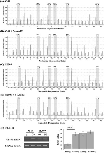 Figure 4. Pyrosequencing and RT-PCR analysis of NAA10 in NSCLC cell lines. (A–D) The methylation status of the NAA10 promoter was analyzed by pyrosequencing in A549 cells (A), 5-AzadC treated A549 cells (B), H2009 (C) cell (C), and 5-AzadC treated H2009 cells (D). The letters on the X-axis represent the dispensation order: E, enzyme; S, substrate; A, G, C, and T, nucleotides. Shaded boxes encompassing T/C pairs indicate six interrogated CpG sites. The methylation level of each site was calculated as the percentage of C incorporation. (E) NAA10 mRNAs expression in the same cell lines, as determined by semi-quantitative RT-PCR. Band intensities were measured with ImageJ 1.53t program and the relative amount of NAA10 mRNAs, normalized to GAPDH levels, were expressed as gray values. (−), vehicle alone; (+), 20 μM 5-AzadC for 3 days treatment.