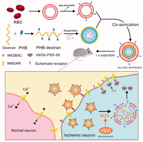 Figure 3. Schematic of the preparation and mechanism of action of nanoparticles camouflaged with RBC membrane that contains the stroke homing peptide. The nanoparticles are loaded with the neuroprotective agent NR2B9C. PEG, polyethylene glycol; DSPE, 1, 2-distearoyl-sn-glycero-3-phosphoethanolamine; PHB, poly-β-hydroxybutyrate; RBC, red blood cells; ROS, reactive oxygen species; NO, nitric oxide; SHp, stroke-homing peptide (Lv et al., Citation2018). Copyright 2018, American Chemical Society.