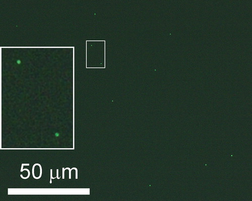 Figure 9. Optical microscope image of fluorescent particles on a PNS wafer. Particle diameter is 0.046 µm. The image was taken under fluorescence mode with an Axio Imager 2 (Carl Zeiss Germany).