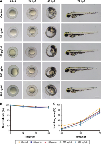 Figure S5 Phenotype, survival rate, and hatching rate of zebrafish embryos following exposure to FA-NPMOFs.Notes: (A) Embryonic phenotype from 6 to 72 hpf in the control and FA-NPMOF-exposed groups at concentrations of 50, 100, 200, and 400 µg/mL. (B, C) Statistical analysis of the (B) survival and (C) hatching rates. The dorsal side is at the top, and the rostral side is to the left. Scale bar in (A): 200 µm.Abbreviations: FA-NPMOF, folic acid-nanoscale gadolinium-porphyrin metal-organic framework; hpf, hours post fertilization.
