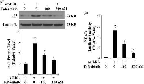Figure 8. Tofacitinib inhibits ox-LDL-induced activation of NF-κB. HAECs were stimulated with 100 mg/L ox-LDL in the presence or absence of tofacitinib (100, 500 nM) for 24 h. (A). Nuclear level of p65; (B). Luciferase activity of NF-κB promoter (*, p < .01 vs. vehicle control; #, p < .01 vs. ox-LDL group, ANOVA, n = 5–6).