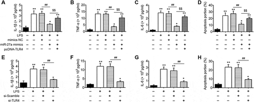 Figure 6. miR-27a regulates the inflammatory response and apoptosis in LPS treated RAW 264.7 cells through targeting TLR4. RAW 264.7 cells were co-transfected with pcDNA-TLR4 and miR-27a mimics or treated with si-TLR4 alone, and then treated with LPS for 6  h, followed by the assessment of cell apoptosis and inflammatory response. (a-c, e-g) IL-6, IL-1β and TNF-α levels were measured using ELISA assay (n = 3). (d, h) Cell apoptosis was determined by flow cytometry. Data represent the mean ± SD of three independent experiments. *p < 0.05, **p 0.  0.01 vs. control group. ##p  *  0.01 vs. LPS alone group.