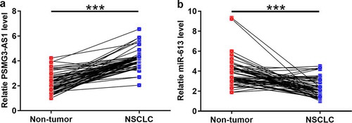 Figure 2. The expression of PSMG3-AS1 and miR-613 was altered in NSCLC Expression levels of PSMG3-AS1 (a) and miR-613 (b) in paired NSCLC and non-tumor tissues were measured by RT-qPCR. PCR reactions were performed in triplicates and mean values were compared by performing paired t test. ***,p < 0.001