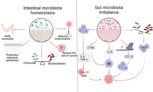 Figure 3. Gut microflora homeostasis and its dysbiosis impact on TAMs. The gut microbiota plays a crucial role in maintaining a balanced immune system and protecting the intestinal epithelium. Under normal conditions, the Firmicutes and the Bacteroides should be present in equal proportions. This balance helps reduce inflammation, cancer incidence, and supports normal body immunity. However, dysbiosis of the intestinal flora disrupts this balance, leading to the excessive activation of TAMs and the secretion of IL-6 and TNF-α. These factors contribute to tumor invasion, metastasis, and accelerated growth through the promotion of EMT. Dysbiosis also results in increased secretion of CTSK and IL-25, which further promote the polarization of M2 type macrophages and tumor development. The imbalance of flora often leads to an increase in harmful bacteria, such as F.Nucleatum. This bacterium can enhance the expression of CCL20, which in turn facilitates the recruitment of TAMs to the TME and promotes tumor growth. Dysbiosis is primarily characterized by a decrease in the proportion of Firmicutes and an increase in the phylum of Bacteroides. These changes can contribute to the polarization of TAMs into M2 type and expedite tumor growth.