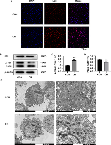 Figure 2 Autophagy is activated in HPAECs subjected to CH. (A). Immunofluorescence staining was used to examine the relative fluorescence intensity and levels of LC3 in HPAECs. (B). Expression of LC3 and P62 proteins in HPAECs as determined by Western blotting. (C). Semi-quantification of LC3-II/LC3-I protein expression (***P<0.001). (D). Semi-quantification of P62 protein expression (***P<0.001). E. Electron micrographs showing the formation of autophagic vacuoles in HPAECs. a. Electron microscopy of HPAECs in control group (×2.0k). b. Electron microscopy of HPAECs in control group (×7.0k). c. Electron microscopy of chronic hypoxia-induced HPAECs (×2.0k). d. Electron microscopy of chronic hypoxia-induced HPAECs (×7.0k).