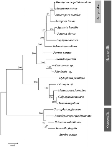 Figure 1. Phylogenetic tree of Montipora aequituberculat and other species of coral based on the complete mitogenome. Branch support values estimated by bootstrap pseudo-replicates in neighbour-joining, respectively, are shown above each branch. The Genbank accession number for tree construction is listed as follows: Montipora cactus (NC_006902), Anacropora matthai (NC_006898), Acropora tenuis (NC_003522), Agaricia humilis (NC_008160), Povona calvus (NC_008165), Euphyllia ancora (NC_015641), Siderastrea radians (NC_008167), Porites porites (NC_008166), Rocordea florida (NC_008159), Dicosoma sp. (NC_008071), Rhodactis sp. (NC_008158), Stylophora pistillata (KU762340), Astrangia sp. (KP072053), Montastraea faveolata (KP009977), Colpphyllia natans (JQ518289), Mussa angulosa (NC_008163), Sacrophyton glaucum (AF64823), Pesudopterogorgia bipinnata (NC_008157), Briareum asbestinum (NC_008073), Junceella fragilis (NC_024181), Aurelia aurita (NC_0088446).