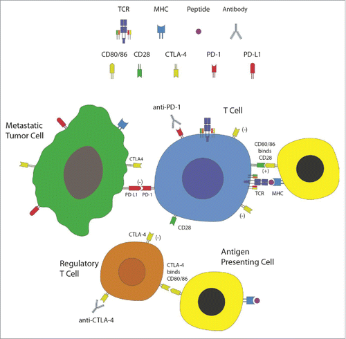 Figure 2. Immune checkpoints and checkpoint blockade. T lymphocytes, the effector cells of the immune system, recognize and are activated against metastatic tumor cells. This process is mediated via presentation of peptide antigens displayed on major histocompatibility complex (MHC) molecules of antigen presenting cells (APCs) to the T-cell receptors (TCRs), as well as binding of co-stimulatory molecules (such as CD28 on T cells binding to CD80 or CD86 on APCs). Immune checkpoints, such as CTLA-4 and PD-1, are induced on T cells following their activation. CTLA-4 is also expressed on regulatory T cells (Tregs). These checkpoints attenuate immune responses carried out by T cells. Tumor cells and Tregs utilize these molecules as a mechanism of immunosuppression within the tumor microenvironment. Immune checkpoint blockade is achieved using monoclonal antibodies directed against these molecules, thus relinquishing these mechanisms of immune inhibition. Evaluation of these therapies in patients with brain metastasis is currently underway.