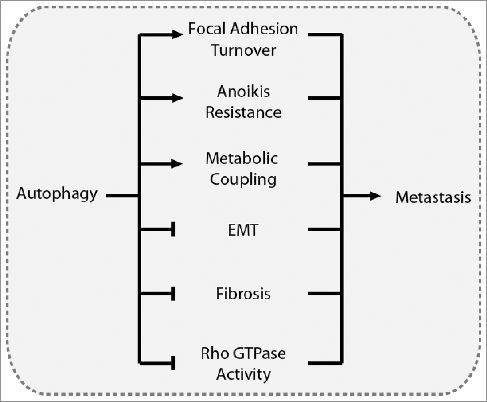 Figure 6. Overview of the driving mechanisms underlying the role of autophagy in metastasis. Autophagy can promote metastasis by contributing to focal adhesion turnover, anoikis resistance, and metabolic coupling with the tumor stroma. Conversely, autophagy can suppress metastasis by inhibiting EMT, tumor fibrosis, and Rho GTPase activity.