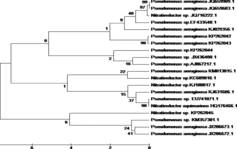 Figure 2. Comparative phylogenetic analysis of the P. aeruginosa (KP262042 and KP262043), Pseudomonas sp. (KP262044) and Nitratireductor sp. (KP262045) isolates with different Pseudomonas and Nitratireductor strains from GenBank.