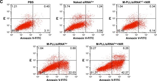 Figure 4 (A) Proliferation inhibition assay of M-PLL/siRNASur nanoparticles on 4T1 cells with or without NIR irradiation (n=6, mean±SD). (B) Representative cytotoxicity image of 4T1 cells incubated with PBS (a), naked siRNASur (b), M-PLL/siRNAN.C. (c), M-PLL/siRNASur (d) or M-PLL/siRNASur+NIR (e) by using calcein-AM (green, live cells) and propidium iodide (red, dead cells) staining method. Scale bar is 100 μm, magnification ×40. (C) Quantitatively apoptotic analysis of cells treated with different formulations by using Annexin V-FITC/PI staining assay. (D) Survivin protein levels in 4T1 cells after different treatment by ELISA method. Data were presented as nanogram of surviving protein per milligram of protein (n=3, mean±SD). **,aP<0.01 by comparing M-PLL/siRNASur (Laser off) with PBS and naked siRNASur, ***,bP<0.001 by comparing M-PLL/siRNASur (Laser on) with PBS and naked siRNASur and **,cP<0.01 by comparing M-PLL/siRNASur (Laser on) with M-PLL/siRNASur (Laser off).Abbreviations: M-PLL, melanin-poly-L-lysine; NIR, near infrared; siRNA, small interference RNA; PBS, phosphate-buffered solution; siRNAN.C., siRNA of nonsense sequences; siRNASur, survivin-targeted siRNA; ELISA, enzyme-linked immunosorbent assay; PI, propidium iodide.