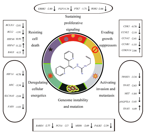 Figure 5. HYF127c/Cu induces significant changes of genes involved in hallmarks of cancers or enabling characteristics. Some of the genes significantly regulated by HYF127c/Cu are listed here.