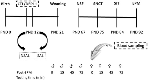 Figure 1. Experimental protocol of the study. Whole litters were designated to control, non-deprived (CTL), or to maternal deprivation on post-natal (PND) 11 (DEP11). On PND 12, one half of each group did not receive a saline injection (NSAL), whereas the other half received this stressor (SAL). From PND 60 onwards, males and females were exposed to different behavioral tests: novelty suppressed feeding (NSF); sucrose negative contrast test (SNCT); social investigation test (SIT), and elevated plus maze (EPM), approximately 7 days apart.