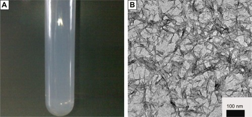 Figure 1 Characterization of HAP sol.Notes: (A) Photograph of HAP precursor sol, (B) TEM micrograph of HAP nanoparticles.Abbreviations: HAP, hydroxyapatite; TEM, transmission electron microscopy.