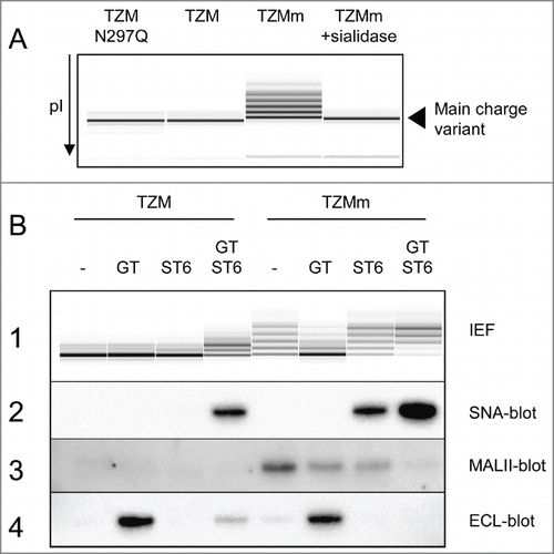 Figure 3. Capillary IEF (cIEF) electropherograms of TZM constructs. Panel (A) The cIEF profile of TZM is composed of a main charge variant and traces of acidic and basic variants. These traces are not the result of glycosylation since the non-glycosylated mutant TZM N297Q has an identical profile. In contrast, the acidic variants of TZMm are the result of sialylation. Panel (B1) cIEF profiles of purified TZM and TZMm expressed alone or in the presence of GT, ST6, or both. Panel (B2–4) Lectin-blots showing the α2,6-sialylation, α2,3-sialylation and terminal galactosylation levels of TZM heavy chain as revealed by SNA, MALII and ECL, respectively.