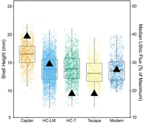 Figure 4. Comparison of shell heights and median %lithic flux between all four time periods. The box plots represent the 25th and 75th percentiles of shell height, with the population median dividing the box and the notches representing the 95% confidence interval of each median. Black triangles represent the median %lithic flux of each time interval. Caylán is Early Horizon (orange), HC–LM = Huaca Colorada Late Moche (light blue), HC–T = Huaca Colorada Transitional (green), Tecapa is Transitional (yellow), and Modern is Industrial Era (dark blue). Created using PlotsOfData (Postma and Goedhart Citation2019).