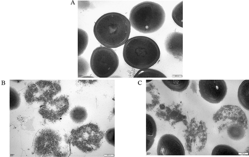 Figure 3 TEM micrographs of methicillin-resistant S. epidermidis. (A) MRSE untreated with P. scabiosaefolia. (B) Methicillin-resistant S. epidermidis treated with MIC vancomycin. (C) Methicillin-resistant S. epidermidis treated with MIC P. scabiosaefolia.