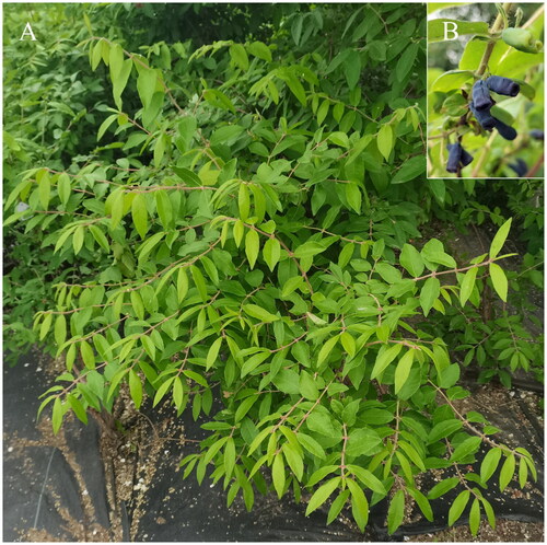 Figure 1. Tree (A) and fruit (B) morphologies of Lonicera caerulea var. edulis.Note: location, Horticulture Experimental Station (126.73N, 45.74E), Northeast Agricultural University (NEAU), Harbin, China; botanical identification, Pro. Xiuju Wu; photograph, Chenqiao Zhu.