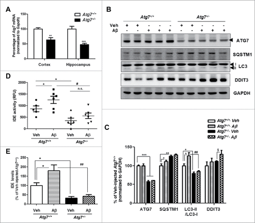 Figure 6. Autophagy-insufficient mouse brains show decreased IDE levels in the CSF under Aβ-injection conditions. (A) The analysis of Atg7 mRNA level by qPCR in the cortex and hippocampus of vehicle-injected Atg7+/+ and Atg7+/− mice (2- to 3-mo-old, N = 6 each group). **, P < 0.01; ***, P < 0.001 vs. vehicle-injected Atg7+/+ mice. (B) WB analysis of LC3, SQSTM1, or ATG7 expression in vehicle or Aβ-injected Atg7+/+ and Atg7+/− mice. DDIT3 was used to measure the level of ER stress. (C) Quantitative analysis of Fig. 6B. (D) IDE enzymatic activities in the CSF of vehicle or Aβ-injected Atg7+/+ and Atg7+/− mice. (E) Results of quantification of IDE levels detected with ELISA in the CSF of vehicle or Aβ-injected Atg7+/+ and Atg7+/− mice. (N = 6 each group) *, P < 0.05; **, P < 0.01; ***, P < 0.001 vs. vehicle-injected Atg7+/+ mice; #, P < 0.05; ##, P < 0.01 vs. Aβ-injected Atg7+/+ mice; §, P < 0.05 vs. vehicle-injected Atg7+/− mice. n.s. indicates not significant.