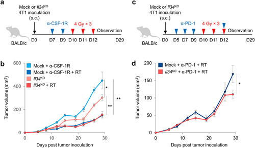 Figure 5. Evaluation of the possibility of improved treatment efficacy by CSF-1 R inhibition and anti-PD-1 antibody in RT. (a) the timeline of inoculation, irradiation, injection of anti-CSF-1 R antibody and analysis for radiotherapy. (b) Tumor volume of BALB/c mice until day 29 with mean ± SEM (n = 6/group) (c) the timeline of inoculation, irradiation, injection of anti-PD-1 antibody and analysis for radiotherapy. (d) Tumor volume of BALB/c mice until day 29 with mean ± SEM (n = 6/group) *P < 0.05, **P < 0.01; Tukey’s multiple comparison test, N.S., Not significant.