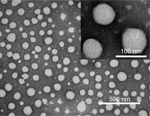 Figure 2 Transmission electron microscopy photographs of DOX/Cur-NPs.Notes: Scale bar =500 nm; inset, scale bar =100 nm. Inset, higher magnification.Abbreviation: DOX/Cur-NPs, doxorubicin and curcumin codelivery lipid nanoparticles.