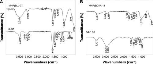 Figure 1 Attenuated total reflection Fourier transform infrared spectra of magnetic nanoparticles coated by human cathelicidin LL-37 (A) or the antimicrobial peptide analog ceragenin CSA-13 (B).Abbreviations: MNP@LL-37, LL-37 peptide linked to magnetic nanoparticles; MNP@CSA-13, CSA-13 linked to magnetic nanoparticles.