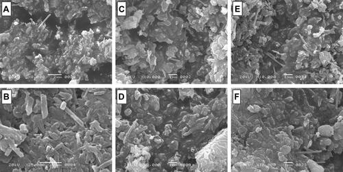 Figure 4 SEM images of (A) pristine HNTs at ×8000 and (B) ×25000 magnification and (C) VER-HNT powder, (D) FLU-HNT powder, (E) ATN-HNT powder and (F) FUR-HNT powder [scale bar (A) 2 µm, (B–F) 1 µm].