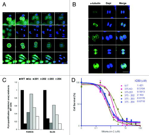 Figure 5. The role of ERCC1 in interstrand cross-links repair is fulfilled by the 202 isoform. (A) Time-lapse video microscopy was performed on ERCC1-deficient A549 cells maintained in growing medium containing tracker green and Hoechst 33342 used for cytoplasmic and nuclear staining, respectively. Representative snapshots of 4 failed mitoses are shown. Scale bar, 20 µm. (B) Immunofluorescence images of ERCC1-deficient A549 cells stained for α-tubulin for visualization of mitotic spindles and counterstained with DAPI. DNA bridges are visible in anaphase as well as during cytokinesis. Scale bar, 10 µm. (C) ERCC1 interaction with the FA gene products FANCG and SLX4 was assessed in PLA. The PLA signal detected in wild-type A549 (WT), A549 knocked-down for ERCC1 (KO), and A549 expressing individually each of the 4 ERCC1 isoforms (201, 202, 203, and 204) was quantified using the ImageJ software. The ratio of the signal in KO and single-isoform-expressing A549 over WT cells was plotted. (D) Wild-type A549 (WT), A549 knocked-down for ERCC1 (KO), and A549 expressing individually each of the four ERCC1 isoform (201, 202, 203, and 204) were treated for 48 h with Mitomycin C or with vehicle as indicated. Cell viability was then assessed by WST-1 assay. Percentage of surviving cells was plotted and IC50 determined. Error bars indicate the SEM of triplicate measurements of a representative experiment.