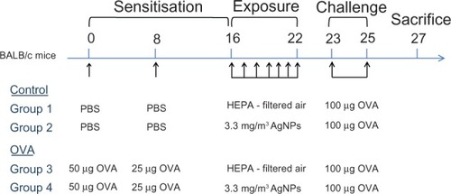 Figure 1 Experimental design for investigating the effects of silver nanoparticles (AgNPs) on the allergic response to ovalbumin (OVA) antigen using proteomic approaches. OVA: OVA in aluminum hydroxide adjuvant prepared in phosphate-buffered saline (PBS); PBS (control): aluminum hydroxide adjuvant prepared in PBS.Abbreviation: HEPA, high-efficiency particulate air.