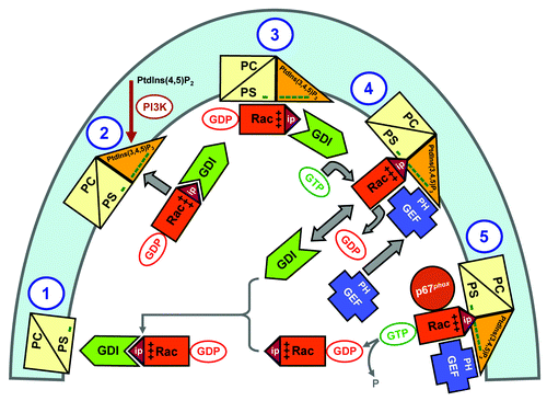 Figure 8. Extrapolation of the in vitro mechanism of Rac-RhoGDI dissociation by the cooperative action of PtdIns(3,4,5)P3-containing liposomes, GTP and GEF, to events hypothesized to occur in the course of oxidase activation in the intact phagocyte. The proposed sequence of events is: (1) In the plasma membrane of the resting phagocyte, represented by a phospholipid composition of less than 20% anionic lipids, the Rac-RhoGDI complexes are in the cytosol. (2 and 3) Upon phagocyte stimulation, PtdIns(3,4,5)P3 is generated on the cytosolic aspect of the plasma membrane by PI3K, resulting in a marked increase in negative charge. A small proportion of the Rac-RhoGDI complexes dissociates spontaneously and RacGDP translocates to the PtdIns(3,4,5)P3-enriched plasma membrane. (4) A marked enhancement of the dissociation of Rac-RhoGDI complexes takes place upon the translocation of a Rac-specific GEF to the plasma membrane, by virtue of the affinity of the PH domain of GEF for PtdIns(3,4,5)P3. This leads to GDP to GTP exchange on Rac, also bound to the plasma membrane, preventing reassociation with RhoGDI due to the lower affinity of the latter for RacGTP. (5) Membrane-associated RacGTP interacts with down-stream effectors, exemplified by p67phox. Intrinsic or GAP-enhanced GTPase activity leads to the conversion of RacGTP to RacGDP, which reassociates with RhoGDI and is returned to the cytosol. “Minus” symbols represent the negative charge of the phospholipids on the cytosolic aspect of the plasma membrane; “plus” symbols represent the positive charge of the polybasic C-terminus of Rac, and “ip” stands for isoprenyl (reproduced from ref. Citation124).