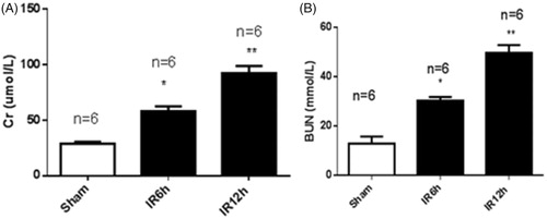 Figure 1. The renal function of mice with ischemia/reperfusion-induced acute kidney injury. Serum was collected at 6 h and 12 h after sham (n = 6) or renal ischemia/reperfusion injury (IRI) (6 h, n = 6; 12 h, n = 6) in mice. Blood urea nitrogen (BUN) (A) and serum creatinine (Scr) (B) were measured. *p < .05 vs the sham group; **p < .01 vs the sham group.