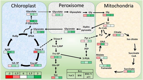 Figure 4. Changes in metabolomics of tomato plants induced by Effect of Bacillus megaterium strain A12 (BMA12) and salinity stress. Metabolites were quantified by UPLC/ESI MS/MS after one week after treatments applications. Metabolites were extracted from leaf samples of tomato plants. Results provided here are mean values of two independent experiments.