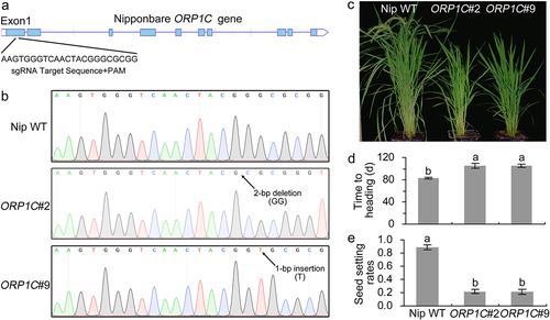 Figure 3. Identification of ORP1C mutant rice generated by the CRISPR-Cas9 gene editing system. (a) Calculation of the sgRNA target sites based on ORP1C sequence analysis. (b) Sequencing identification of ORP1C mutant rice lines. (c) Growth phenotypes of 100-day-old Nipponbare WT and ORP1C mutant rice. (d) Days to heading of different rice lines. (e) Seed setting rates of different rice lines. The seed setting rate was calculated as the ratio of fully filled seeds to the total number of grains. In (d) and (e), each bar represents the mean and SD of 5 rice plants. Different letters indicate significant differences based on Duncan’s multiple range analysis (P < 0.05). These experiments were repeated three times with similar results obtained.