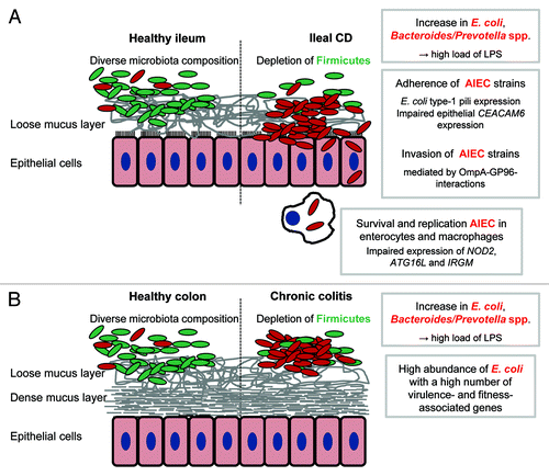 Figure 1. Pro-inflammatory effects of gut bacteria in IBD. Crohn’s disease and ulcerative colitis are characterized by a depletion of Firmicutes in conjunction with an increase of Gram negative bacteria, namely E. coli and Bacteroides/Prevotella spp The shift in microbiota composition is associated with high loads of bacterial antigens (mainly LPS). The recognition by the immune system of these antigens and the subsequent initiation of pro-inflammatory responses may be an important trigger of IBD. In a subset of patients with ileal CD, adherent-invasive E. coli (AIEC) strains are highly abundant and able to invade and to survive and replicate in host cells. An impaired bacterial clearance by the host may be responsible for disease development in patients with mutations in autophagy-associated genes (A). Direct interactions between bacterial and host cells may be less important in chronic colitis because the colonic mucosa is protected by a dense mucus layer. Increased concentrations of bacterial antigens resulting from a high abundance of Gram negative bacteria may drive colitis progression. The exact role in chronic colitis of E. coli strains with a high number of virulence- and fitness-associated genes remains to be identified (B).