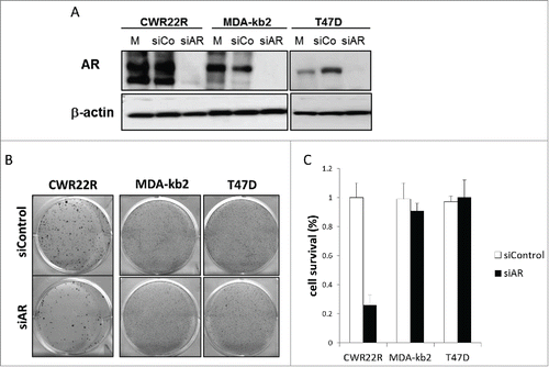 Figure 3. Effect of AR knockdown on survival of ARTIK-52-sensitive BC cells and CWR22R cells. Cells were transfected with siRNA to AR (siAR), scrambled siRNA (siCo) or left untreated (mock control, M). A. Western blotting of total cell extracts 7 d after transfection. B. Methylene-blue staining of colonies of corresponding transfected cells 14 d after transfection. C. Quantitation of methylene blue staining of colonies on panel B.