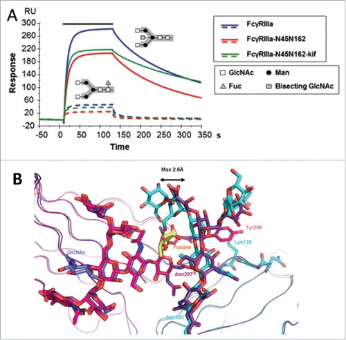 Figure 3. Fucosylation-induced allostery on FcγR binding. (A) Comparison of the binding interactions between FcγRIIIA and human IgG1 glycovariants. Overlay of SPR sensorgrams for binding of 125 nM FcγRIIIA glycovariants to fucosylated (dotted line) and afucosylated (continuous line) IgG1s. The association phase is indicated by a solid bar above the curves. The afucosylated IgG significantly enhanced binding to all FcγRIIIA glycovariants with up to 100-fold increase in affinity as compared with the fucosylated version. The N-linked glycosylation is shown in the insert containing the core pentasaccharide (gray box) and the additional carbohydrate residues (legend box). (B) Overlay of the crystal interaction interface between glycosylated FcγRIIIA and Fc glycovariants. Chain A of the afucosylated (blue) bound to FcγRIIIA (cyan) and of the fucosylated (magenta) Fc bound to FcγRIIIA (dark violet) with core fucose (yellow). The oligosaccharide at Asn 162 is displaced by a maximum distance of 2.6 Å in comparison to its position in the structure with a fucosylated Fc. Figure reproduced from an open access article from.Citation79