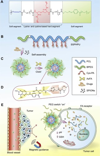 Figure 7 Design of clickable and imageable multiblock polymer micelles. (A) Schematic chemical structure and (B) molecular architecture of clickable MPUs. The waved lines in (A) represent PCL soft segments. (C) Self-assembly of MPU micelles and post-conjugation of FA via click chemistry. (D) Schematic illustration of FA residues on the interface of polymer micelles. (E) Illustration of magnetic-guided and PEG-switched targeting and release properties of MPU nanocarriers.Note: Reprinted from Wei J, Shuai X, Wang R, et al. Clickable and imageable multiblock polymer micelles with magnetically guided and PEG-switched targeting and release property for precise tumor theranosis. Biomaterials. 2017;145:138–153.Citation80 With permission from Elsevier. Copyright 2017 Elsevier.Abbreviations: 1MPU, multiblock polyurethane; PCL, poly(ε-caprolactone); FA, folate; PEG, poly(ethylene glycol); BPEG, benzoic-imine linkage bearing PEG; Cys-PA, L-cystine-propargylamine; AzFA, azido modified FA; SSPHPU, BPEG-(PCL- Cys-PA)-BPEG; SPIONs, superparamagnetic iron oxide nanoparticles; GSH, glutathione.