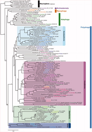 Figure 1. Mitochondrial genomic phylogeny reconstructed by ML method using 13 protein coding gene. The confidence of branch supports was shown in number inferred from ultrafast bootstrap method using IQ-TREE.