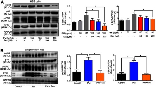 Figure 6 Resveratrol (Res) suppresses PM-induced inflammation response in HBE cells and mice via MAPK pathways. (A) HBE cells were treated with PM or resveratrol (Res), and the protein levels of MAPK pathways were measured by Western blot. (B) Mice were instilled intratracheally with normal saline (NS), PM or PM plus resveratrol respectively for 3 days, and the mice were sacrificed after 24 h. The protein levels of MAPK pathways were measured by Western blot. Data are representative of three independent studies. Data are representative of three independent studies. Results are expressed as mean ± SD. *p<0.05.