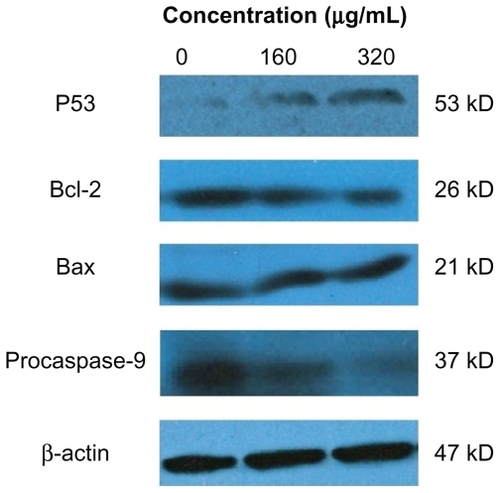 Figure 7 Effects of size 20 nm silica nanoparticles on p53, Bax, and Bcl-2 protein levels in HepG2 cells. Western blot analysis of p53, Bax, Bcl-2, procaspase-9, and β-actin protein abundances in HepG2 cells. Shown are typical data from one of three independent experiments with similar results.