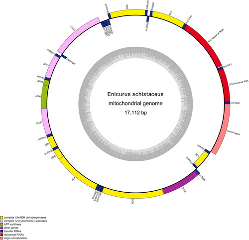 Figure 2. The circular-mapping mitochondrial genome of E. schistaceus generated using the OGDRAW WebServer. Genes outside the circle represent those located on the H-strand, whereas those inside represent the genes located on the L-strand.