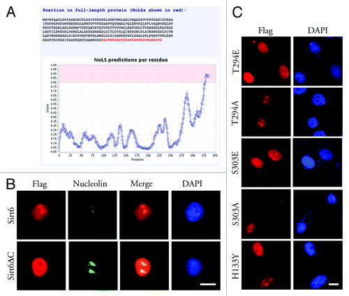 Figure 3. Nucleolar localization of Sirt6. (A) Based on the Sirt6 primary sequence, the Nucleolar Localization Sequence Detector predicted a NoLS in its C-terminus. (B) Overexpressed Sirt6ΔC, which lacks the last 35 residues, shows a partial localization to nucleus but is excluded from the nucleolus. (C) Sirt6 mutants, which mimic phosphorylated or dephosphorylated Sirt6, as well as the catalytically inactive form of Sirt6, can all translocate to nucleoli and are enriched in the nucleoli in the G1 phase. Scale bars, 10 µm.