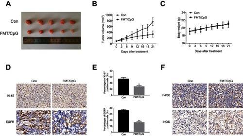 Figure 7 FMT and CpG synergistically inhibit tumor growth in a nude mouse xenograft model. (A) Image of tumors harvested at the end of treatment. (B) Tumor growth curves of tumor-bearing mice. (C) Body weight of tumor-bearing mice during the experiment. (D) Ki-67 and EGFR expression of tumor cells detected by immunohistochemistry. Scale bar: 50 μm. (E) Quantitative analysis of (D). (F) Macrophages stained with F4/80 and iNOS in tumor tissues detected by immunohistochemistry. Scale bar: 50 μm. Results are expressed as mean ± SDof three independent experiments. **P<0.01, ***P<0.001 vs control.Abbreviation: EGFR, epidermal growth factor receptor; FMT, ferumoxytol.