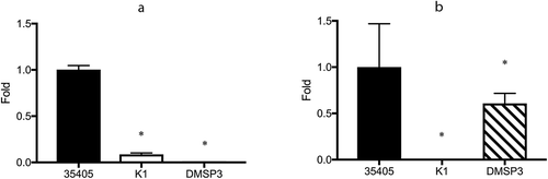 Figure 1. Expression of msp and prtP determined using qRT-PCR. (a) Expression of msp. (b) Expression of prtP (dentilisin); 35405: T. denticola ATCC 35405 (wild type), K1: dentilisin mutant, DMSP3: msp mutant. The expression of each gene is presented as fold-change over that in the wild type strain. Data are presented as means ± SD (n = 6), and statistically significant differences are indicated using asterisks (one-way ANOVA with Dunnett’s multiple comparison test; *p < 0.05 compared to the wild type).