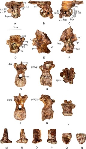 FIGURE 7. A–F, braincase referred to Stegosauria gen. et sp. indet. (CLGPRV0005-4) from the Middle Jurassic of China. A, anterior; B, left lateral; C, right lateral; D, posterior; E, dorsal; F, ventral. G–L, dorsal vertebrae referred to Stegosauria gen. et sp. indet. (CLGPRV0005-4) from the Middle Jurassic of China. G, anterior; H, left lateral; I, dorsal; J, posterior; K, right lateral; L, ventral. M–R, dermal armor referred to Stegosauria gen. et sp. indet. (CLGPRV0005-4) from the Middle Jurassic of China. M, anterior; N, posterior; O, left lateral; P, right lateral; Q, dorsal; R, ventral. Abbreviations: boc, basioccipital; bpt, basipterygoid process; bsp, basiphenoid; cc, carotid canal; c.n.I, III, V, VII, XII exit for cranial nerves; dia, diapophysis; f, frontal; fime, fissura metotica; fm, foramen magnum; fo, foramen ovale; ipzs, intraprezygapophyseal shelf; ist, integumentary structure; nc, neural canal; ns, neural spine; oc, occipital condyle; os, orbitosphenoid; p, parietal; para, parapophysis; poc, paroccipital process; pozyg, postzygapophysis; przyg, prezygapophysis; ps, parasphenoid; soc, supraoccipital; sf, supratemporal fossae; sq, squamosal.