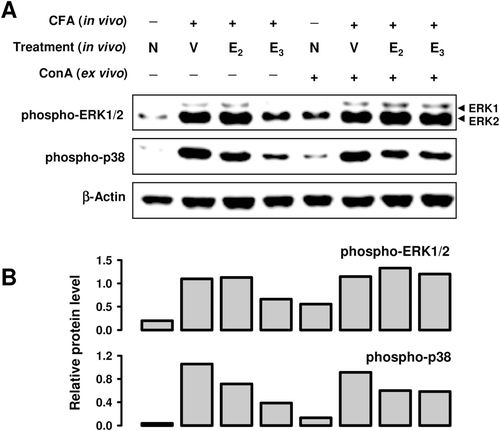 Figure 2.  Effect of E3 and E2 on MAPK activation in splenocytes from CFA-treated mice. Three spleens from each treatment group were pooled for preparation of splenocytes. The splenocytes (at 5 × 106 cells/ml) were then cultured in vitro in the presence or absence of ConA for 10 min. Cells from multiple in vitro treatment wells were pooled together for preparation of whole cell lysates, which were used for measurement of protein levels by Western blot analysis (data shown in a). The blots were re-probed with anti-β-actin antibody for confirmation of equal loading of proteins in each lane. Quantitative values shown in (b) were calculated according to the laser densitometry scanning data (mean of two separate experiments). Since two bands were detected for ERK1/2, the quantitative data were based on their combined changes. The unit for the relative protein level is expressed as the densitometry ratio of the protein of interest to that of β-actin. Group labels: N = mice receiving no treatment; V = mice treated in vivo with vehicle + CFA; E2 = mice treated with E2 + CFA; and E3 = mice treated with E3 + CFA.