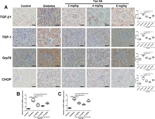 Figure 3 Tan IIA down-regulates TGF-β1, TSP-1, Grp78 and CHOP expression in the renal tissues of the diabetic rats. (A) Immunohistochemical analysis of TGF-β1, TSP-1, Grp78 and CHOP expression in the renal tissues among five groups and the pooled data from ten sections for each group is summarized. Scale bar: 50 μm (×400). (B, C) The expression levels of Grp78 (B) and CHOP (C) from different treatment groups were determined by qRT-PCR. N = 10; *P <0.05 and **P <0.01.